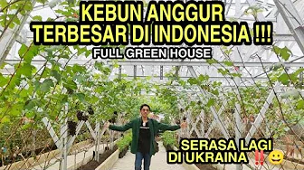 KELILING KEBUN ANGGUR FULL GREEN HOUSE TERBESAR DI INDONESIA ‼️ KELILING KEBUN ANGGUR FULL GREEN HOUSE TERBESAR DI INDONESIA ‼️