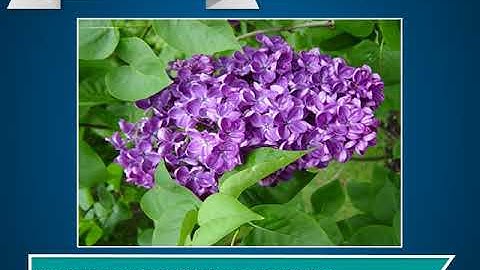 Incredible Science Class 2-Chapter 2-Page Number 21