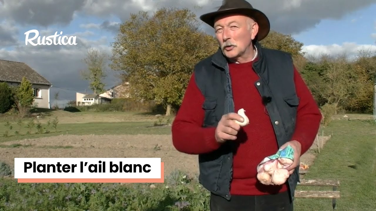 Planter l'ail d'hiver ou ail blanc  en automne