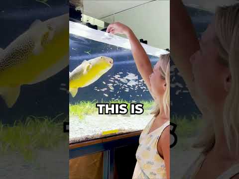 Video: Fish pluck: description, lifestyle, content in the aquarium