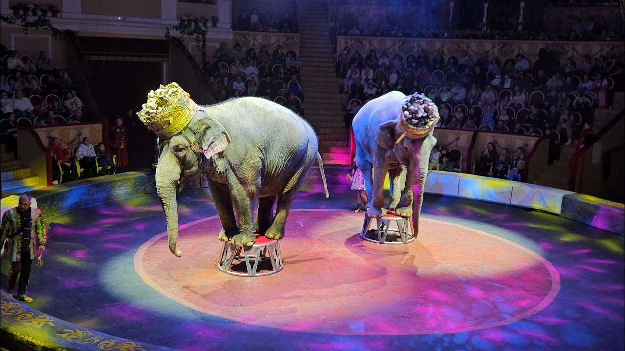 Цирк Санкт-Петербурга / Circus in Saint Petersburg, November 2025