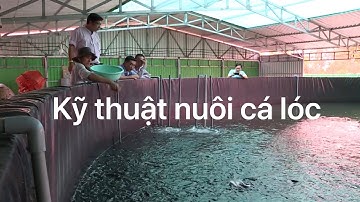 Kỹ thuật nuôi cá lóc siêu  thâm canh