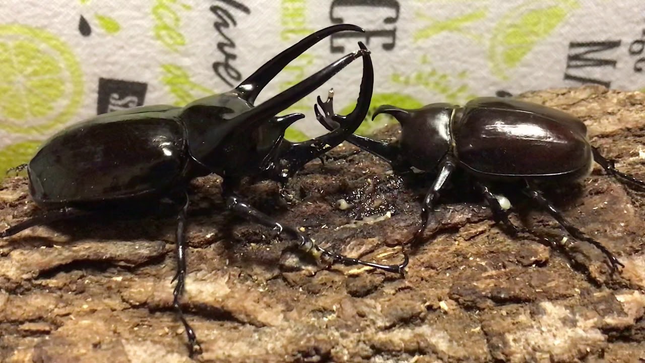 カブトムシvsコーカサスオオカブト Youtube