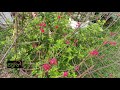 Stachytarpheta jamaicensis : Verbena