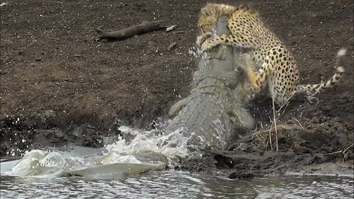 Crocodile VS Cheetah Surprise Attack