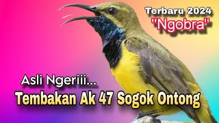 🔴 Tembakan Ak 47 Sogok Ontong//Ngobra