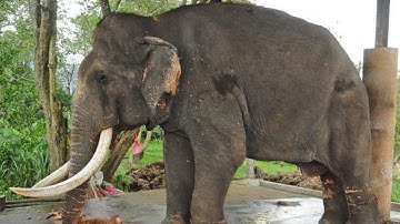 Raju The Elephant Cries After Being Rescued - Amazing Story