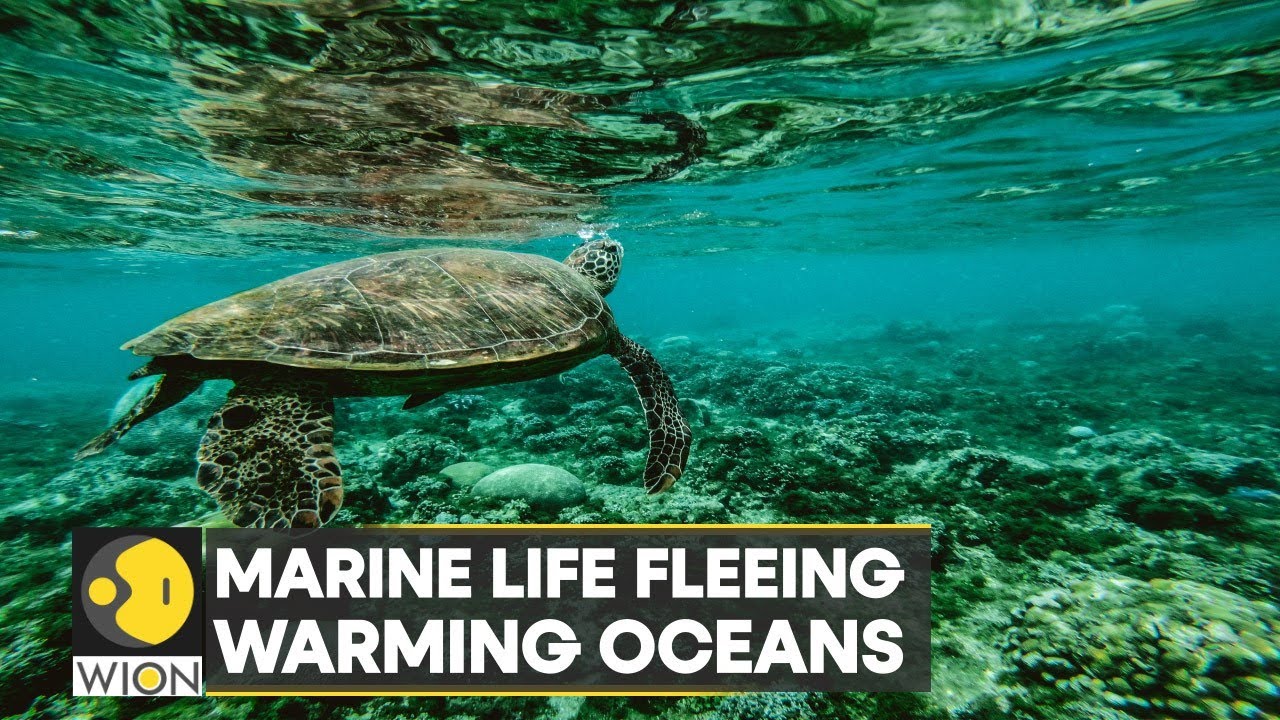 WION Climate Tracker: Marine life flee warming oceans; climate change heats planet’s seas | WION