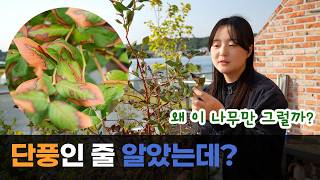 Are Your Blueberry Leaves Dried Out? 3 Causes of Drought Stress and How to Fix It