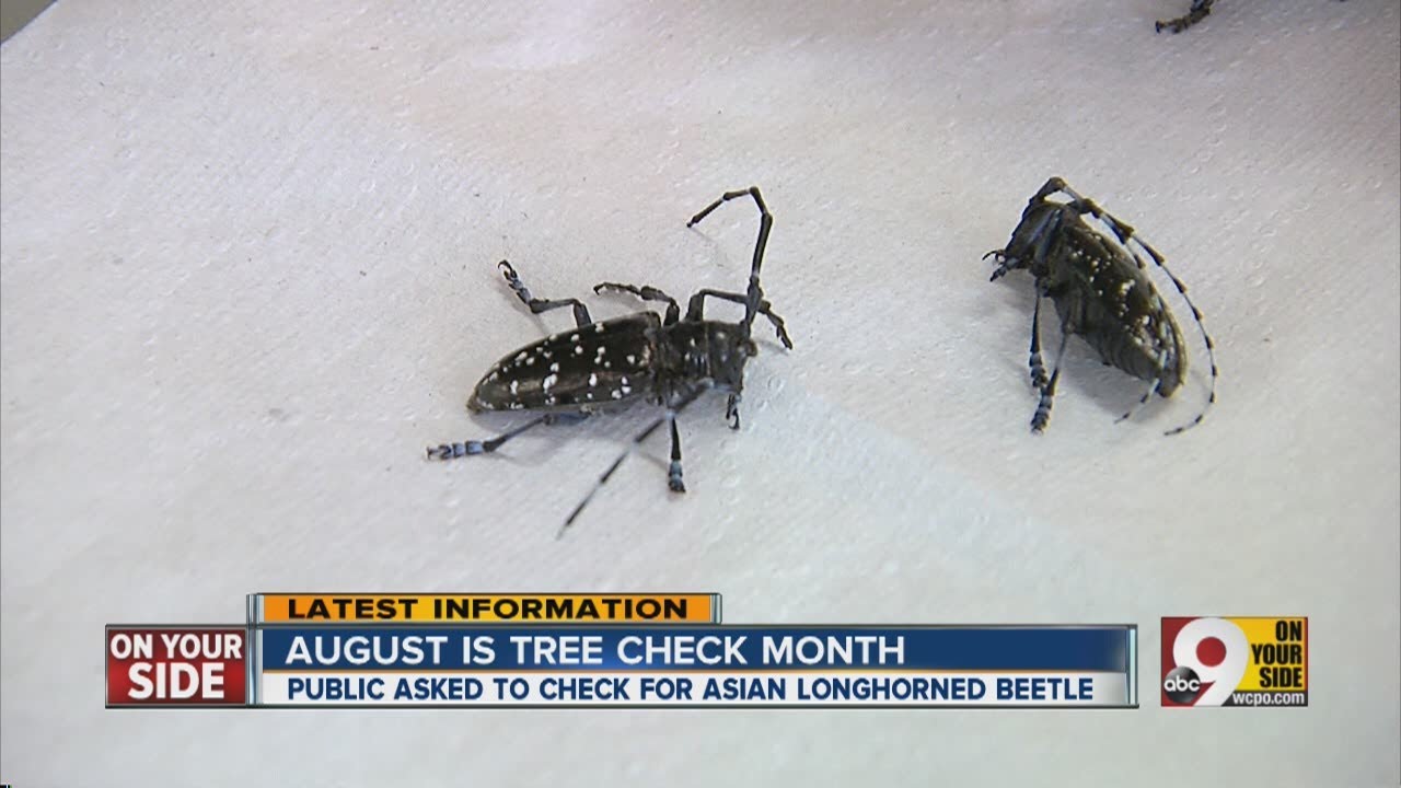 August is tree check month - YouTube