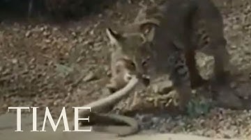 This Bobcat
