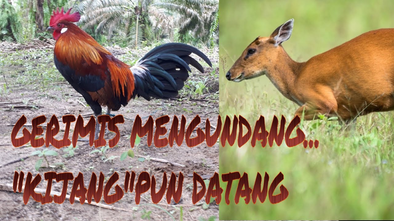 Pikat ayam hutan  Juma mengundang KIJANG  YouTube