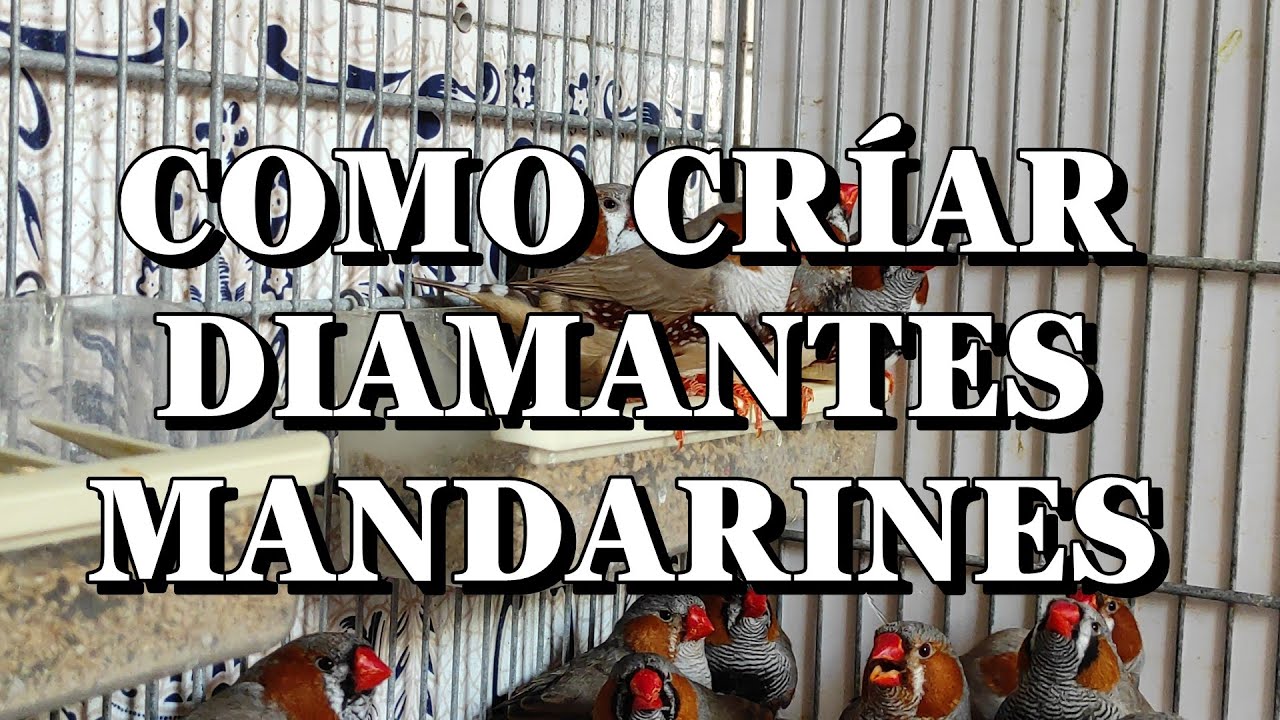 COMO CRIAR DIAMANTES MANDARINES 🐣 YouTube COMO CRIAR DIAMANTES MANDARINES 🐣 YouTube