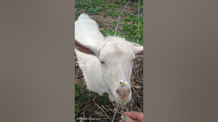 Trochu jara pro kozla🐐#bulharsko #bulgaria #farmerlife #zivotvbulharsku