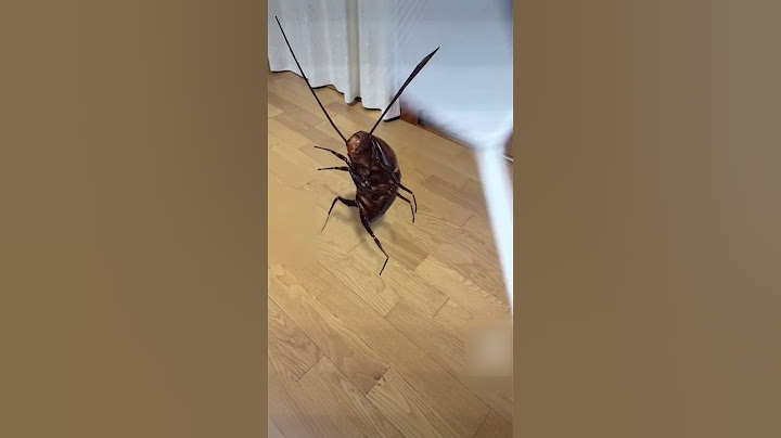 #ゴキブリ #cockroach