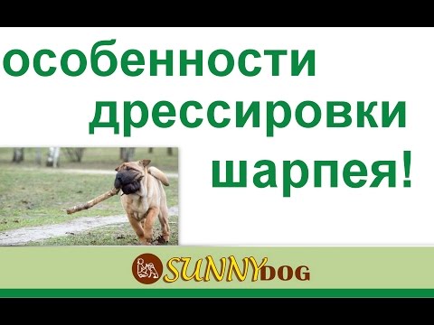 Video: Kako Trenirati Shar Pei