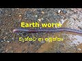 Gadawila Earth Worm Worm Unseen Nature