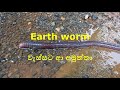 gadawila | earth worm | worm | unseen nature