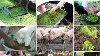 Expert tips How to improve poor quality animal feeds