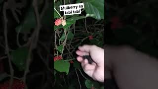 Mulberry sa tabitabi #batangas