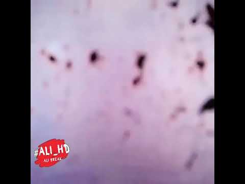 انتقام مراد علمدار من قتل حبيبته ليلى اجمل حالات الواتساب حزينة انتقام هيبة مراد علمدار وادي الذئاب 