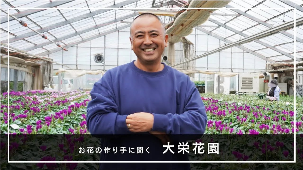 シクラメンのつくり手に聞く 大栄花園 高橋康弘さん お花の生産者インタビュー シクラメンの育て方 管理の方法 千葉県 成田市 Youtube