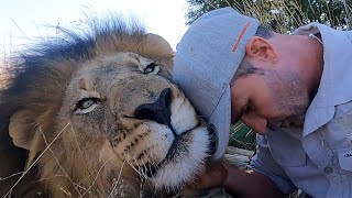 The Real Lion King And His Black Mane | The Lion Whisperer