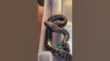 🐍Suprise!🧪  #molinarosnakelab #shorts #childrenspython #snakes #python #snakebreeding #snakeeggs