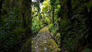 Walking on History: The Ancient Stone Paths of Yap Island 🇫🇲