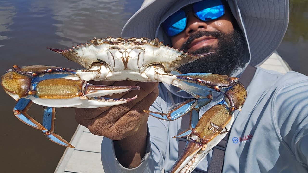 Жареные синие крабы**Ловим, чистим и готовим***Флоридские синие крабы