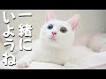 飼い主にそっと寄り添ってくつろぐ姿が愛おしい穏やかな白猫