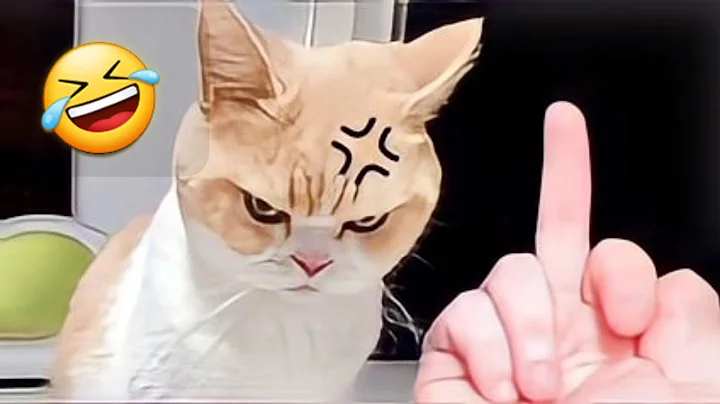 Watch the video about Funny Cats & Dogs full comedy videos 2024 😀 funny animals compilation video 🤣