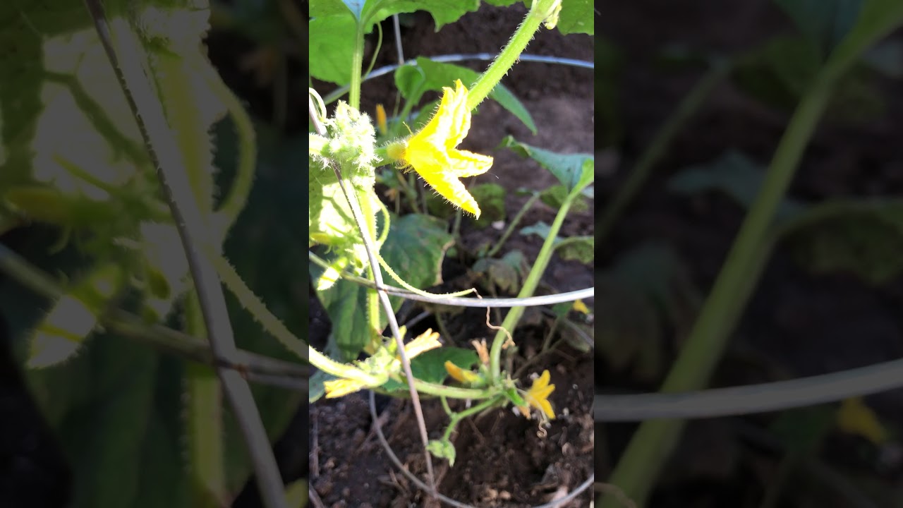 Burpless Hybrid Cucumber YouTube