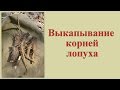 Выкапывание корней лопуха