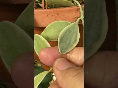 Video: Plantas de hormiga Dischidia - Cómo cuidar de Dischidia