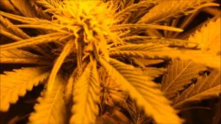 Day 21 Flower