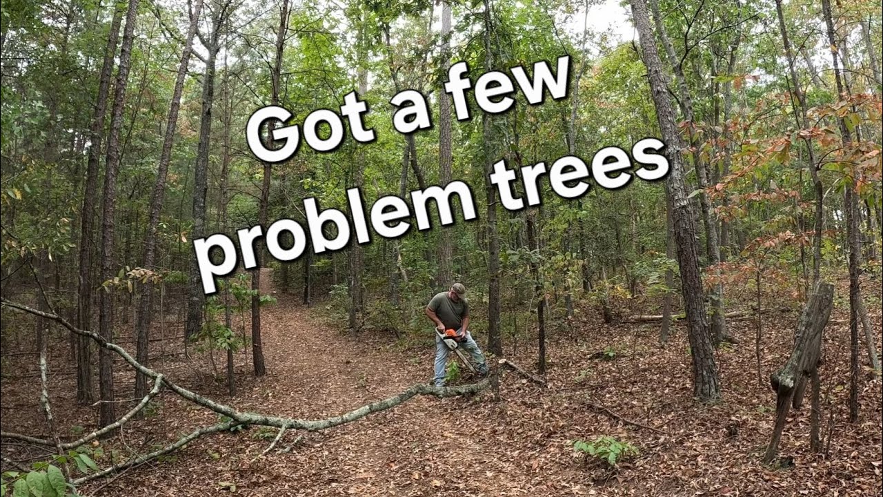 I almost hit a tree with my truck! - YouTube