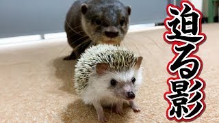 カワウソとハリネズミのやりとりが面白すぎるThe offense and defense of an otter and the hedgehog