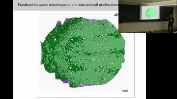 Mitosis and epithelial morphogenesis