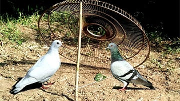 Best Way to Installed Simple Bird Trap Make from Electric Fan Guard   Best Bird Trap Technology