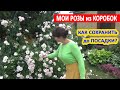 Как сохранить РОЗУ из КОРОБКИ до посадки? Качество САДОВЫХ РОЗ в КОРОБКАХ. Покупать или НЕТ?