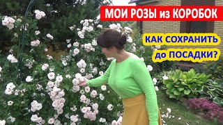 Как сохранить РОЗУ из КОРОБКИ до посадки? Качество САДОВЫХ РОЗ в КОРОБКАХ. Покупать или НЕТ?