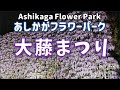 【あしかがフラワーパーク】2024大藤まつり！ライトアップ初日を速報で紹介！The Best Wisteria ever in the world【Ashikaga Flower Park】【栃木県】