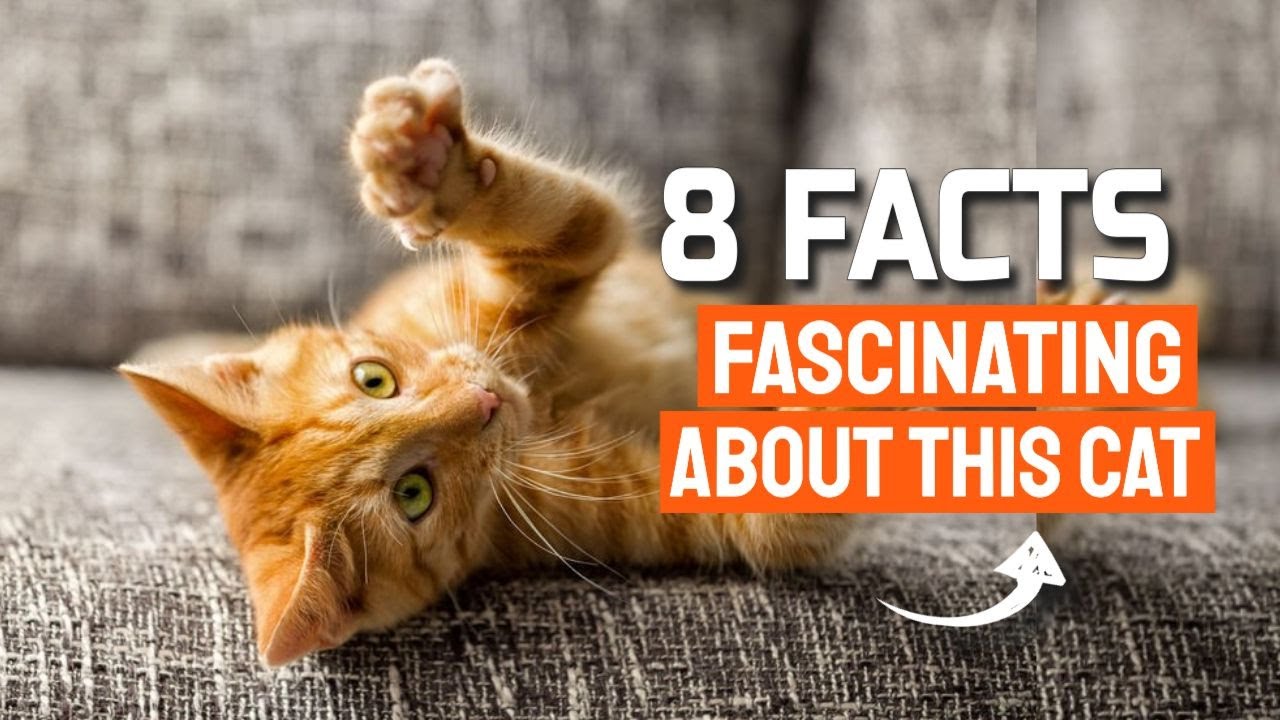 8 CURIOSITIES about the ORANGE and TABBY CAT 😺 (Fascinating) - YouTube