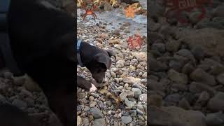 Nala The Blue Staffy And Alfonso The Crab, That Was Waiting For A Hug....