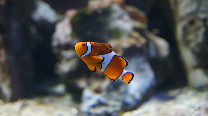 oi01 - Decaying Rose