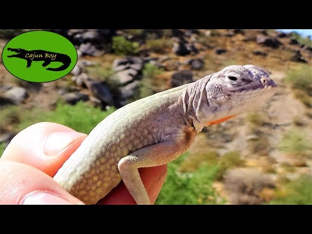 Catching Speedy Arizona Lizards Youtube