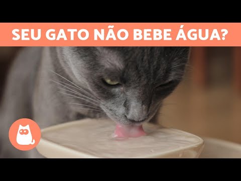 Vídeo: Como Fazer Seu Gato Beber