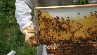 Beekeeping Equipment Every Beekeeper Can’t Live Without