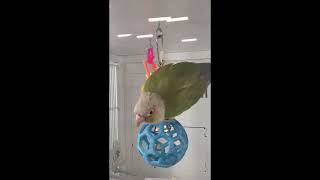 Bird on a Mission (Conure Parrot) by Birds and Friends 20 views 1 year ago 59 seconds